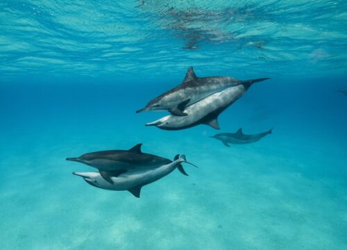 Tagesausflüge zu den Delfin-Inseln in Hurghada – Familienabenteuer im Roten Meer