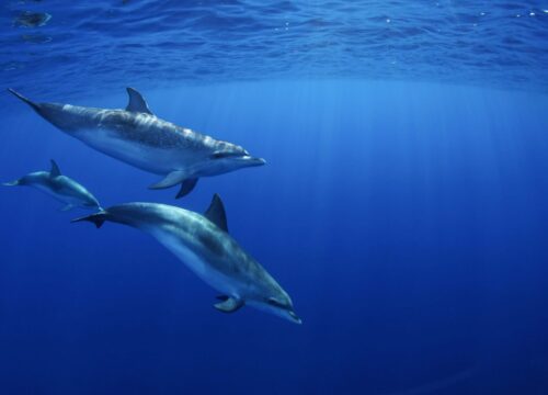 Meeresabenteuer am Roten Meer: Delfine, Inseln und Schnorcheln – der große Erlebnisguide