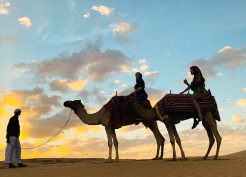 Tagesausflug vs. Bootstour vs. Safari — umfassender Vergleich (orientiert an den Hauptkategorien von FamcoTours)