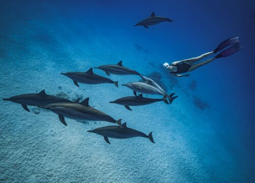 🐬 Schnorcheln mit Delfinen – Ein unvergessliches Abenteuer im Meer