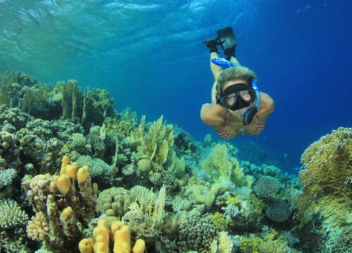 Die große Unterwasserwelt-Guide rund um Hurghada