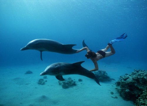 Meeresabenteuer in Ägypten: Inselbesuche, Schnorcheln und Delfinbeobachtung