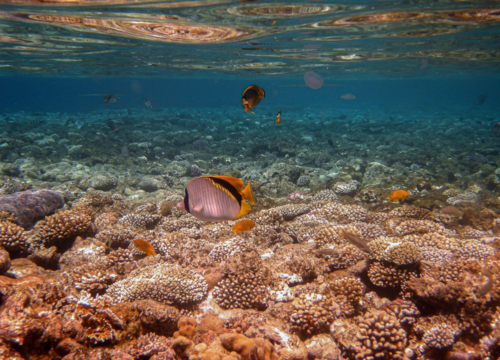 Alternative Tagesausflüge am Roten Meer: Entdecken Sie versteckte Perlen abseits der Massen