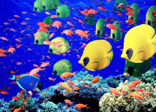 Giftun Insel & Mahmya Nationalpark 2026: Warum Hurghada Ausflüge, Schnorcheln und Orange Bay die beliebtesten Ägypten Touren sind
