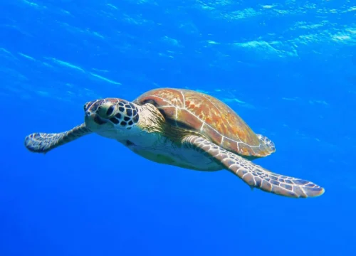Abu Dabbab und El Quseir Ausflug: Schnorcheln mit Schildkröten und Altstadt an einem Tag